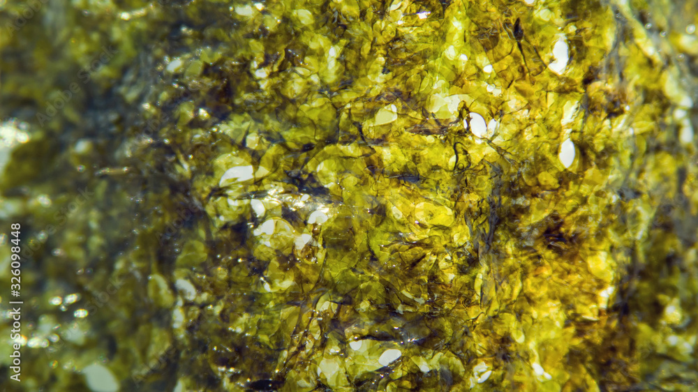 Texture of dried pressed seaweed close-up