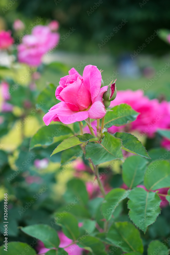 Bright pink roses with buds on a background of a green bush. Can be used as a greeting card with Women's Day, Mother's Day, birthday or gardening, floriculture or background with copy space for text Bright pink roses with buds on a background of a green bush. Can be used as a greeting card with Women's Day, Mother's Day, birthday or gardening, floriculture or background with copy space for text