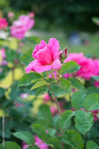Bright pink roses with buds on a background of a green bush. Can be used as a greeting card with Women's Day, Mother's Day, birthday or gardening, floriculture or background with copy space for text