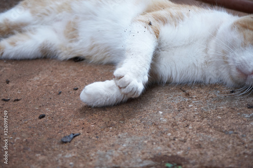 white cat sleeping