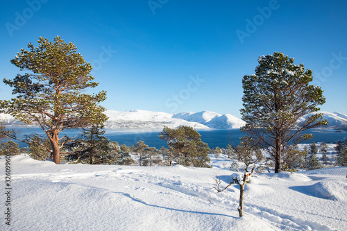 Obraz na płótnie Skiing in the Velfjord mountains, Brønnøy municipality in Nordland county