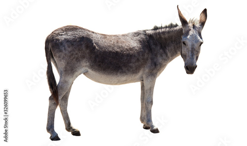 donkey animal isolated on white background photo