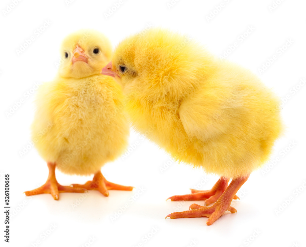 Two yellow chicken. Two yellow chicken.