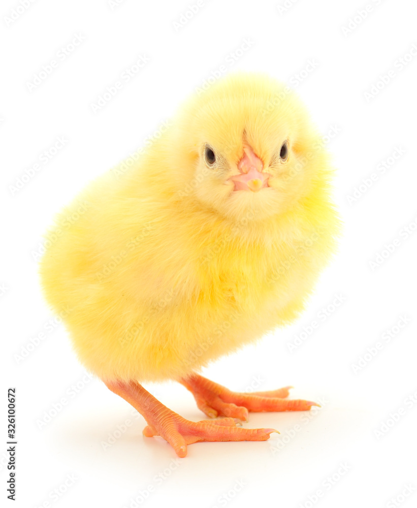 Obraz premium One yellow chicken.