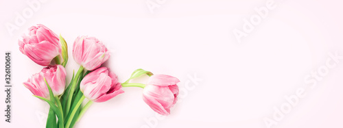 Bunch of pink tulips on pink background. Banner with spring flowers. Top view.