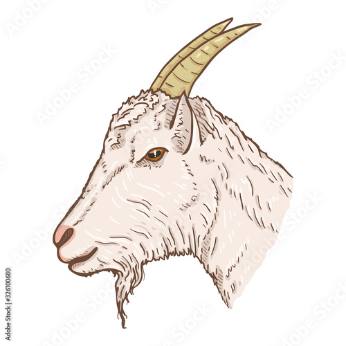 Vector Cartoon Goat Head.