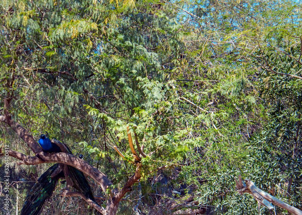 Naklejka premium Two Peacocks In A Dense Green Foliage Background