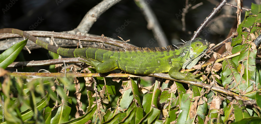 Adult Green Iguana in a Florida Wetland