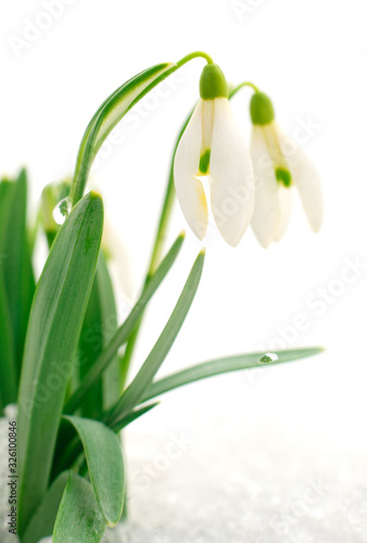 Wallpaper Mural Snowdrop flower isolated on white. Torontodigital.ca