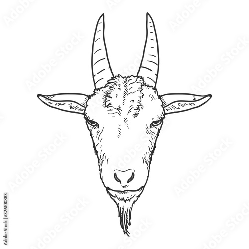 Vector Sketch Goat Head.
