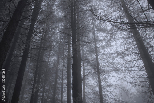 Foggy woods at dusk