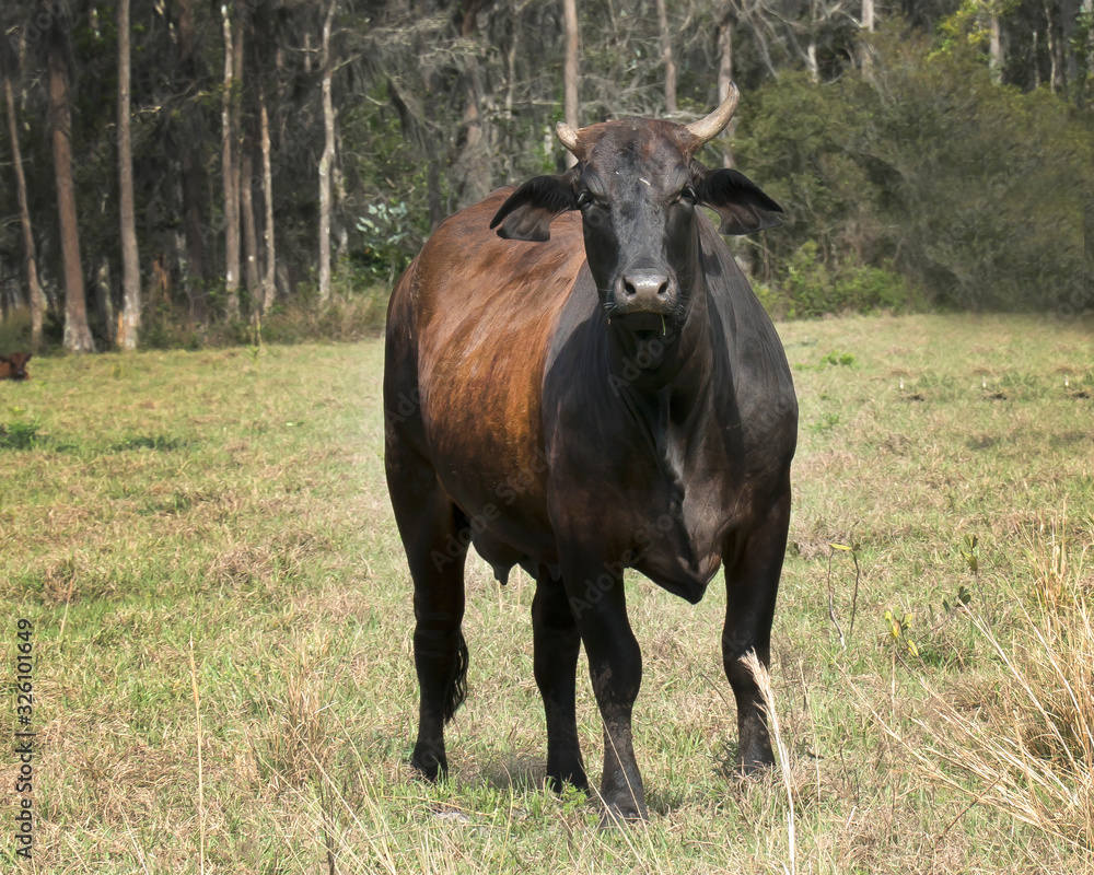 Pasture with various breeds of cows which include Holstein,Hereford,Angus, and Simmental Pasture with various breeds of cows which include Holstein,Hereford,Angus, and Simmental