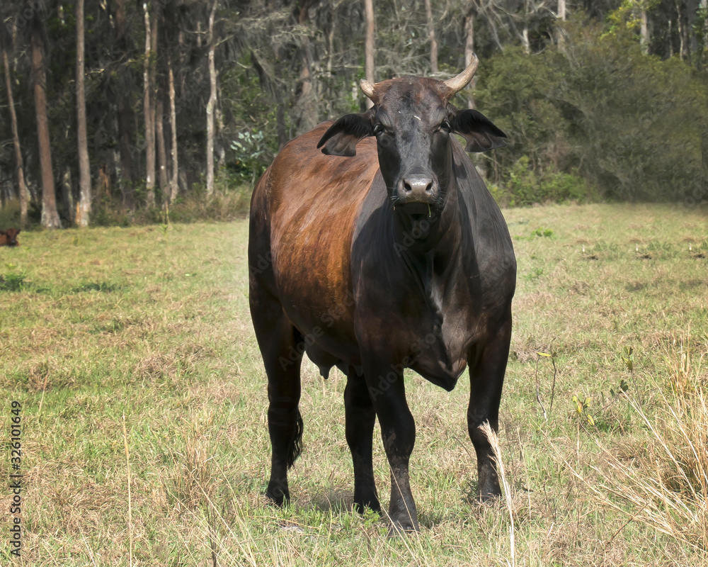 Pasture with various breeds of cows which include Holstein,Hereford,Angus, and Simmental