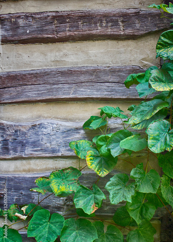 Log Cabin with Grape Vines on Wall photo