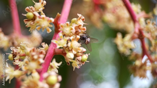 A fly sucking juice from mango flower zoomed focused macro photo