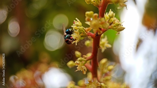 A fly sucking juice from mango flower zoomed focused macro photo