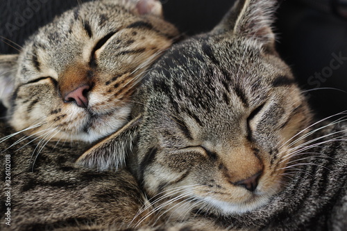 Kuschelnde Katzengeschwister