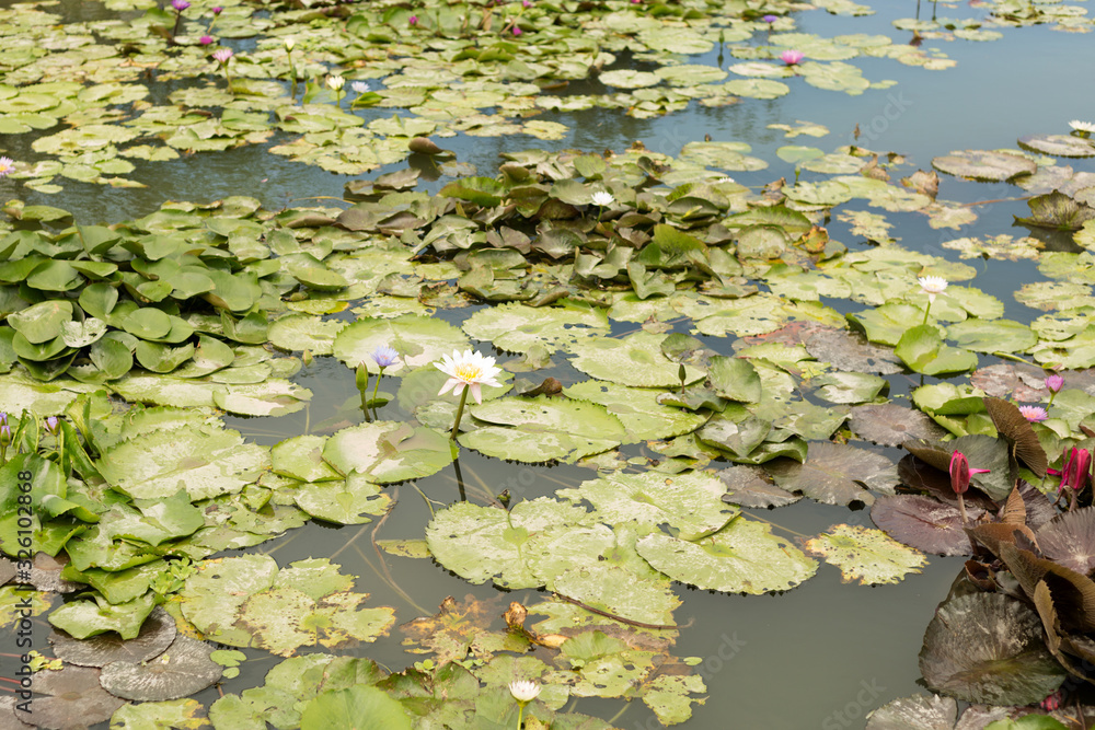 Colorful water lily flowers and leaves in pond.