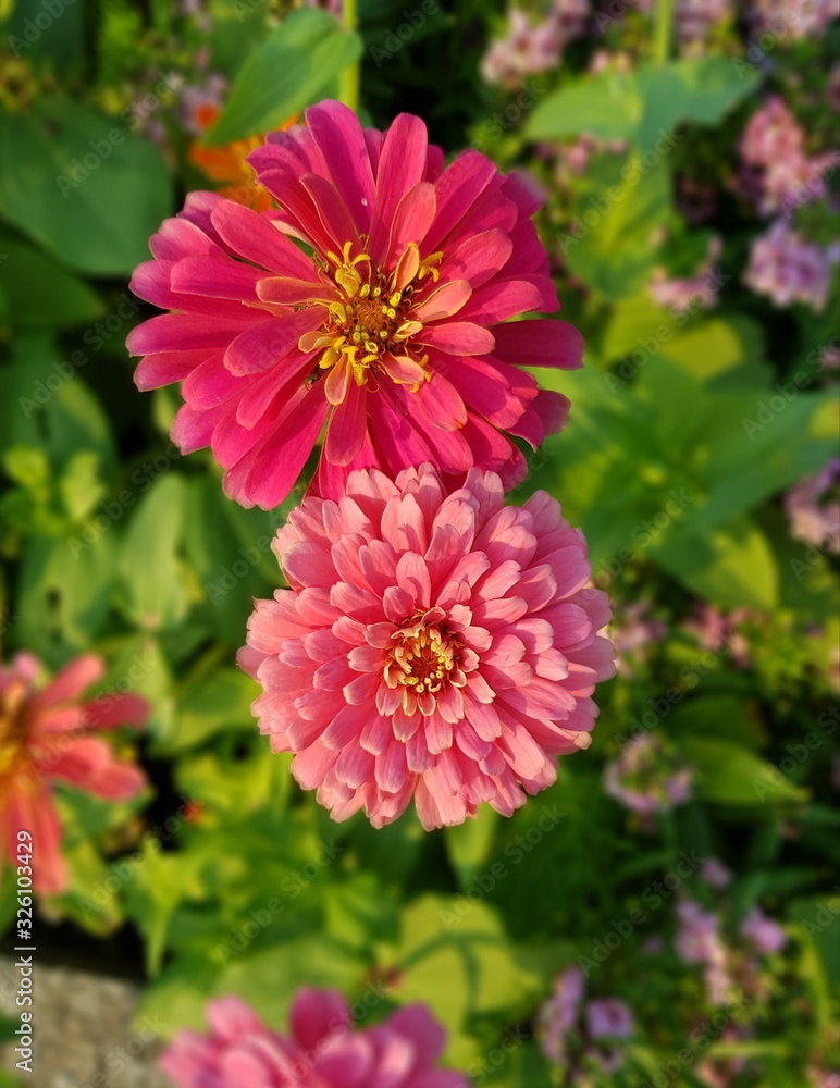 red flower in the garden red flower in the garden