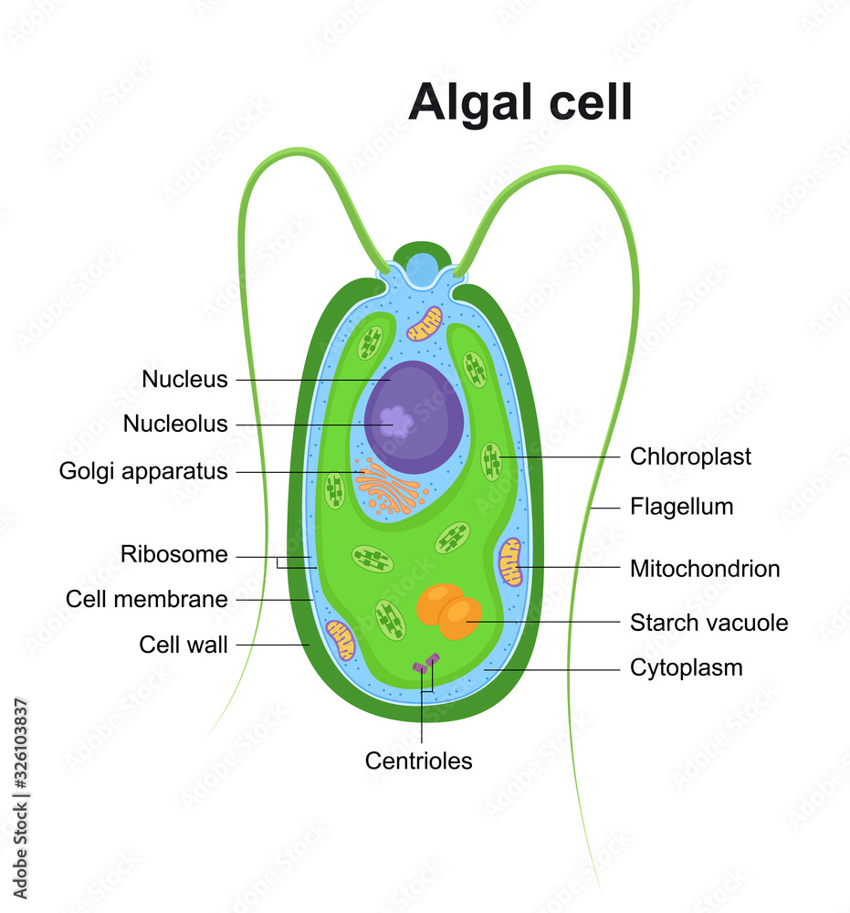Vetor de Vector illustration of Eukaryotic Algal Cell. Educational