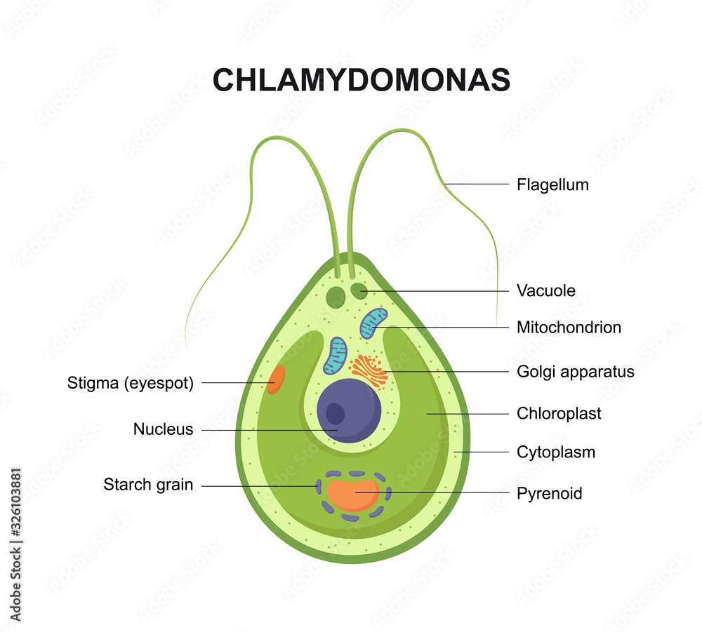 Vector cross section of a Chlamydomonas. The structure of the algae ...