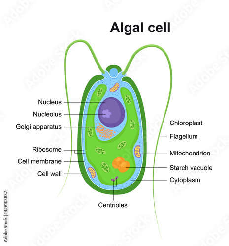 Vector illustration of Eukaryotic Algal Cell. Educational infographic. Anatomy