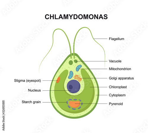 Vector cross section of a Chlamydomonas. The structure of the algae cell.
