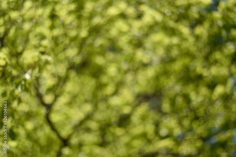 Obraz premium Green foliage. Spring background. The first young leaves on the trees.