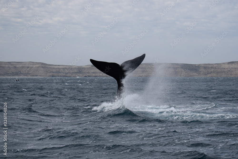 Fototapeta premium Southern Right Whale tail
