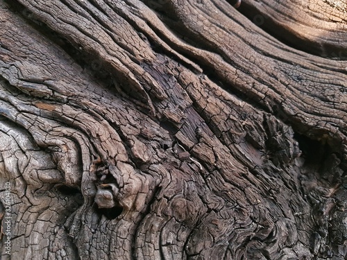 bark of a tree