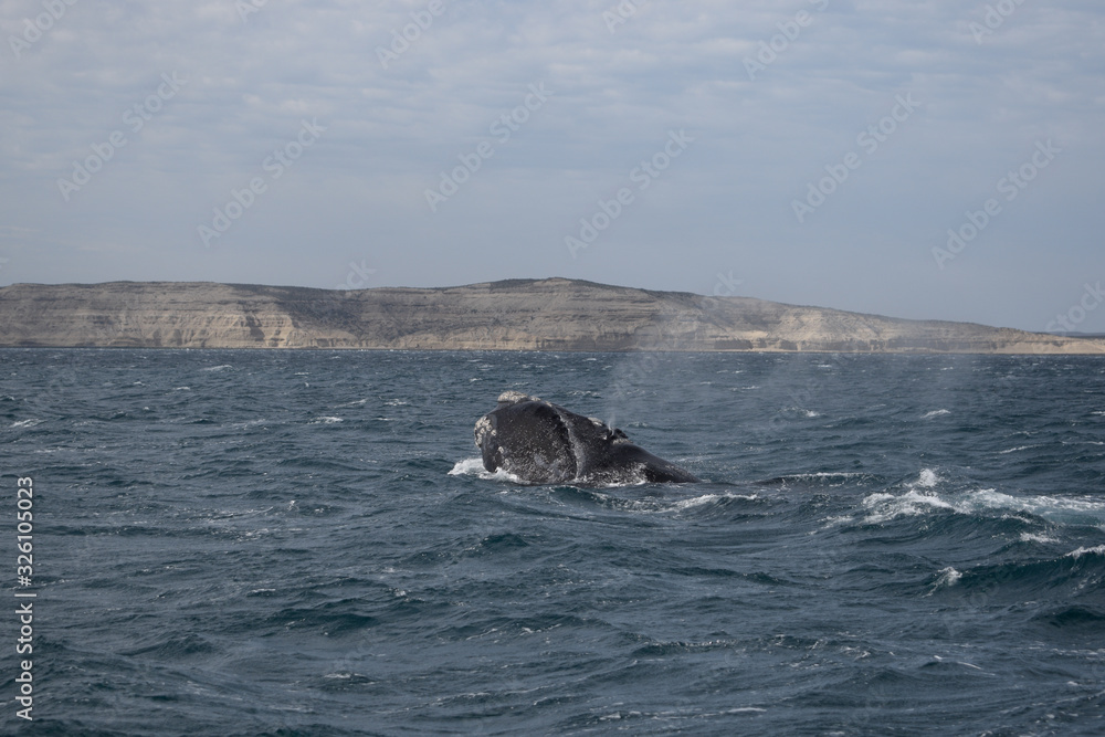 Fototapeta premium Southern Right Whale