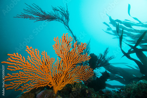 Large orange Sinuous sea fan (Eunicella tricoronata) growing on the reef with turquoise water, sunlight and kelp in the background.
