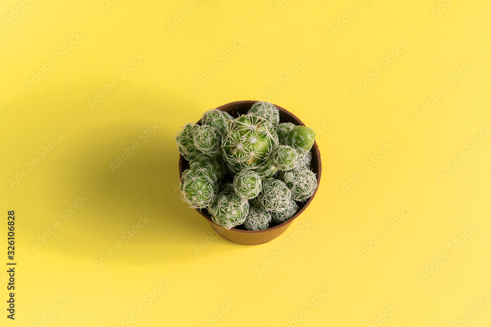 Beautiful cactus on yellow background, flat lay. Beautiful cactus on yellow background, flat lay.