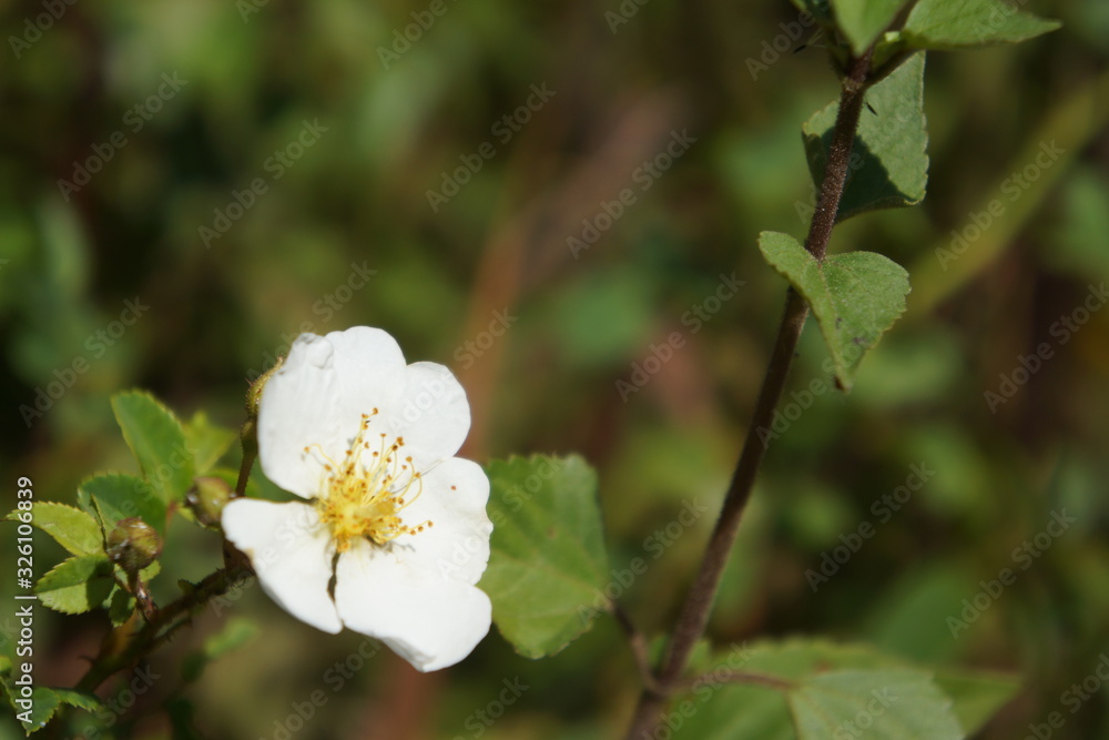 Obraz premium sagada flora 40