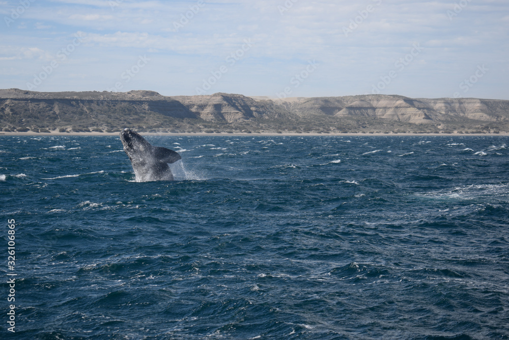 Fototapeta premium Southern Right Whale