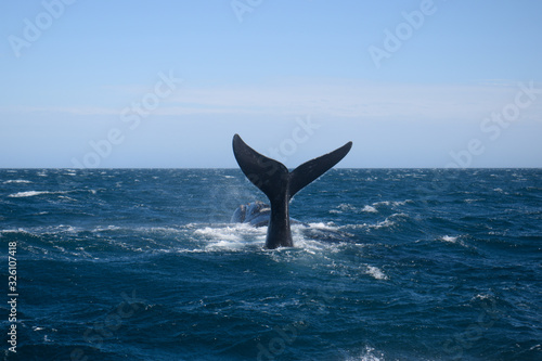 Southern Right Whale tail © Pablo