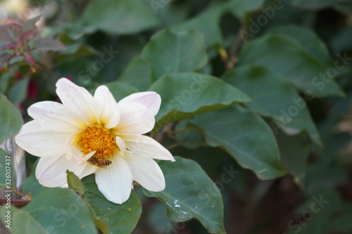 baguio burnham park flora 6