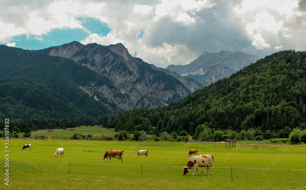 Herd of alpine cows eating grass on the green pasture. Landscape with peaks, mountains, forests Herd of alpine cows eating grass on the green pasture. Landscape with peaks, mountains, forests