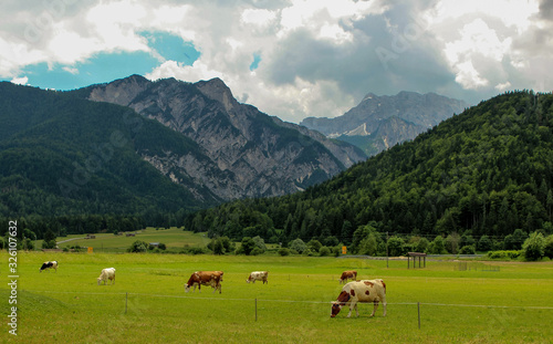 Herd of alpine cows eating grass on the green pasture. Landscape with peaks, mountains, forests