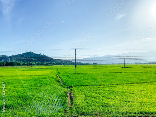 Rice field, green rice sprouts in the meadow. Mountain view, agriculture in Asia.