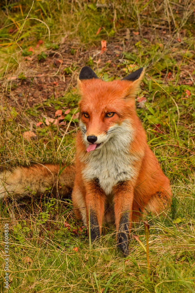 Red fox animal in wildlife vulpes 