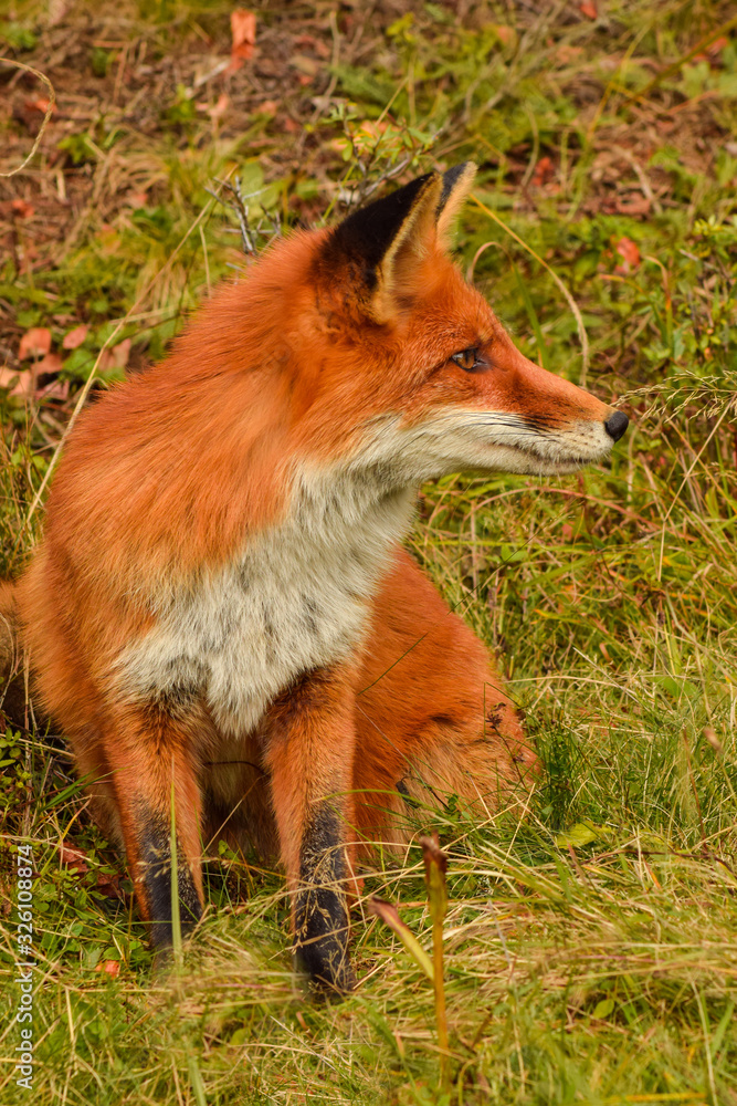 Obraz premium Red fox animal in wildlife vulpes