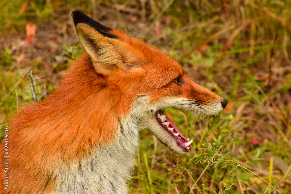 Red fox animal in wildlife vulpes 