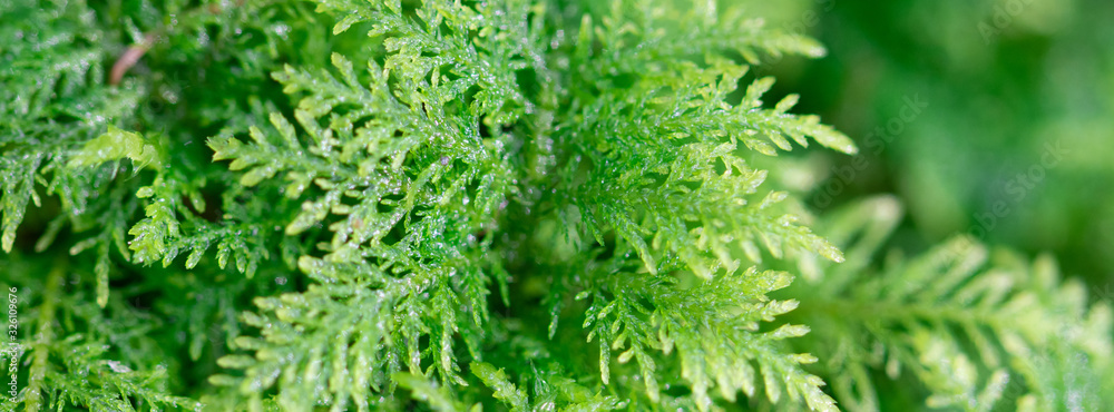 Fern moss pattern macro,  textured web banner with selective focus, vibrant green, detailed