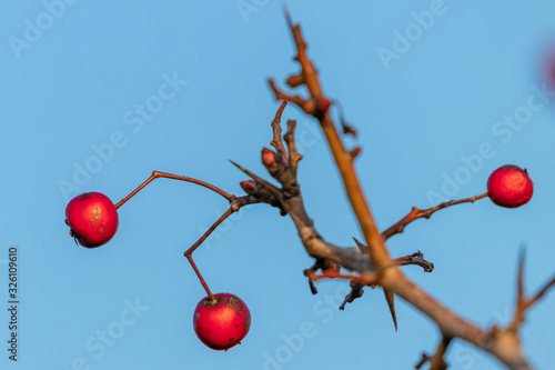 Rote Beere
