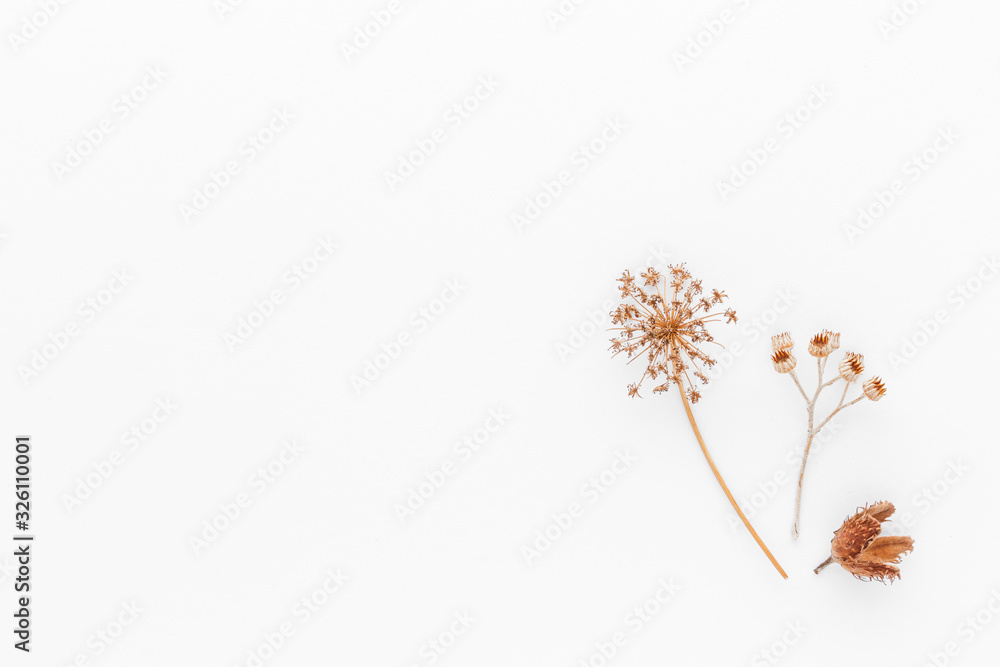 Minimal style photography. Dry plant ,natural creative composition top view background with copy space for your text. Flat lay. Minimal style photography. Dry plant ,natural creative composition top view background with copy space for your text. Flat lay.