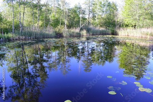 Riedsee Bad Wurzacher Ried mit Baumspiegelung, Natur, Wald, Wasser, Himmel, Spiegelung, Schilf, Seerosenblätter, See, Moor, Ried, Landschaft, Baum, Landschaftsidyll, Sumpf photo