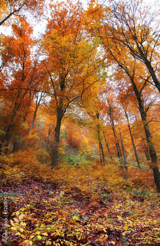 Colorful Landscape autumn forest scenery. Bottom-up view colorful leaves