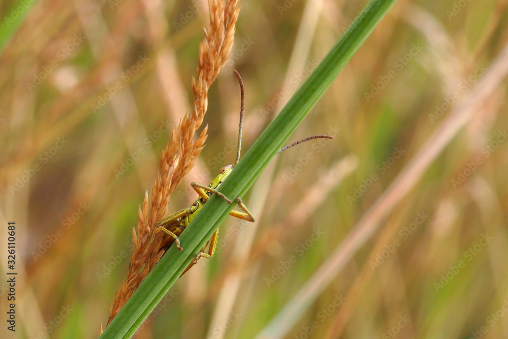 Nahaufnahme einer grünen Heuschrecke im Gras Nahaufnahme einer grünen Heuschrecke im Gras