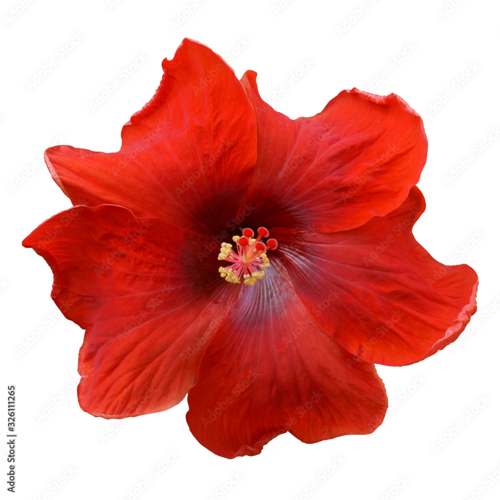 Red hibiscus on white background with path Red hibiscus on white background with path